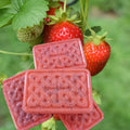 Seeded Strawberry Soap